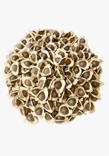 400 SEMENTE DE MORINGA OLEÍFERA