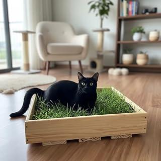 Caixa Ecológica com Grama Natural Inclusa – Madeira Pinus para Cães e Gatos