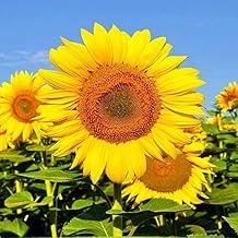 Semente de Girassol Amarelo - Embalagem 600mg