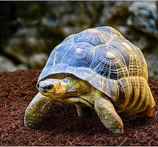 Pó de Coco para Répteis, Iguanas, Tartarugas, Jabutis, 5 Litros